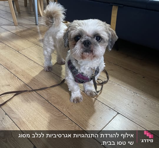 כלב קטן עם רצועה על רצפת עץ